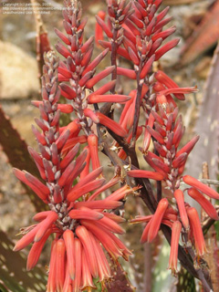 Aloe macrosiphon Tanzanian Aloe Aloe macrosiphon Tanzanian Aloe